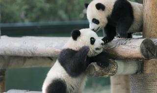 上海野生动物园票价订票方式 上海动物园门票价格